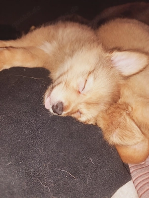 Niedliche Mix Welpen zu verkaufen    Bild 1