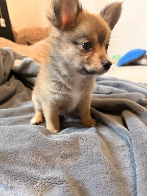 Niedliche Mix Welpen zu verkaufen    Bild 2