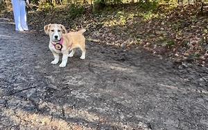 Wer verliebt sich in Chipsy?