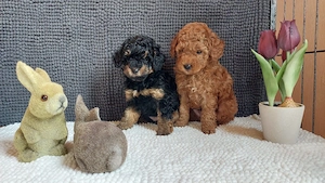 reinrassiger Toypudelwelpewl