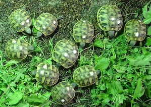 Griechische Landschildkröten THB NZ 2025