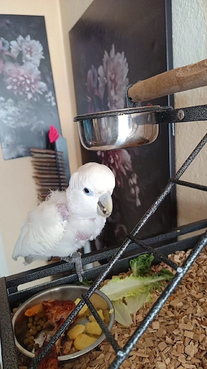 Salamonen Kakadu,henne