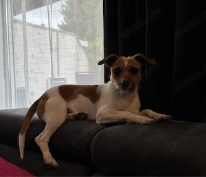 Schüchterne, ausgeglichene Terrier Mix Dame