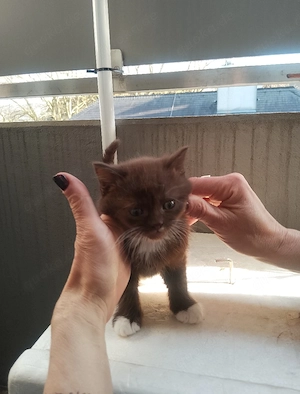 BKH Jnge Weibchen In Braun 