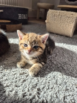 Reinrassige BKH Kitten suchen neues Zuhause