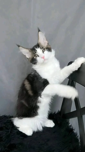 Wunderschöne Kätzchen zu verkaufen   Alle geimpft   