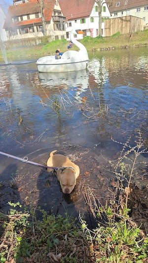 Poket bully rüde 3 jährige