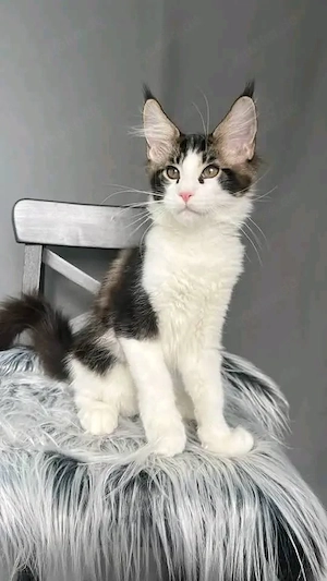 Wunderschöne Kätzchen zu verkaufen   Alle geimpft   