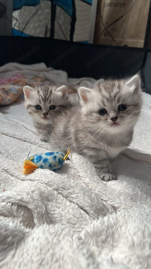 Britisch Kurzhaar kitten 