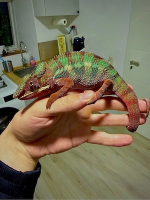 Pantherchamäleon Furcifer Pardalis ( Ambilobe Red ) - optional mit Terrarium