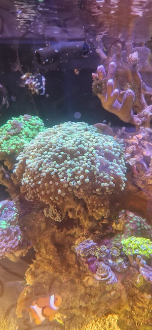 euphyllia komplett abzugebe 