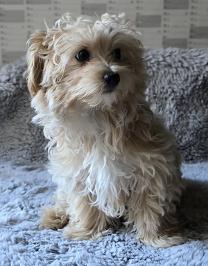 maltipoo 