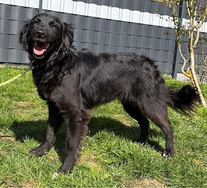 Hündin Paola sucht ein Zuhause