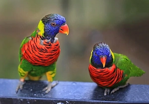 Lori (Breitbinden Allfarblori)