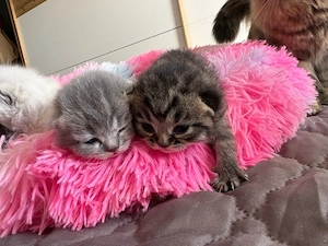 Britisch Langhaar Kitten abzugeben   