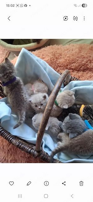 Britisch Kurzhaar Kitten