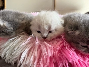 Britisch Langhaar Kitten abzugeben   