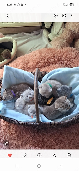 Britisch Kurzhaar Kitten