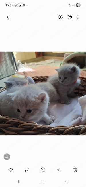 Britisch Kurzhaar Kitten