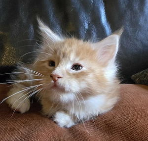 Maine Coon Mädchen mit Stammbaum