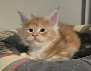 Maine Coon Mädchen mit Stammbaum