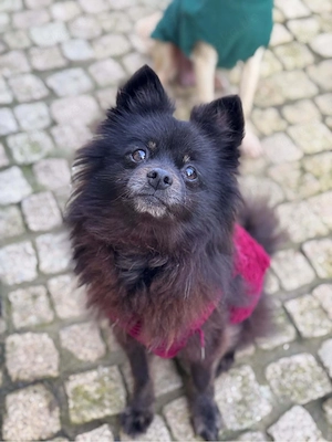 Leni sucht ihr Körbchen