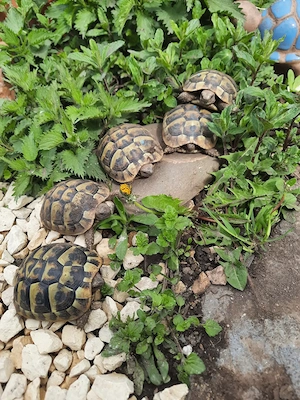 Griechische Landschildkröten 