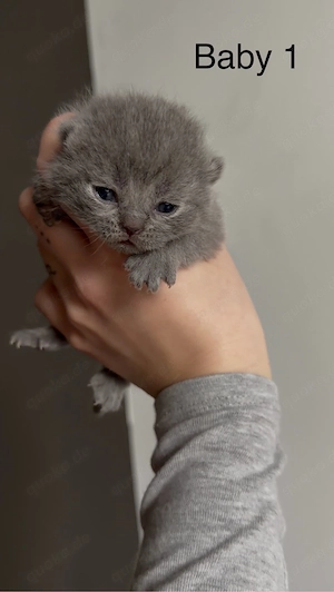 British Shorthair Kitten abzugeben