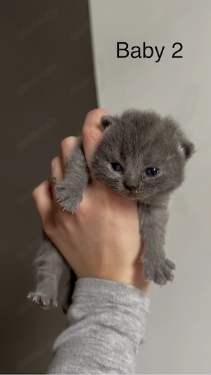 Britisch Kurzhaar Kätzchen abzugeben