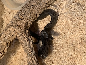 Pituophis melanoleucus lodingi