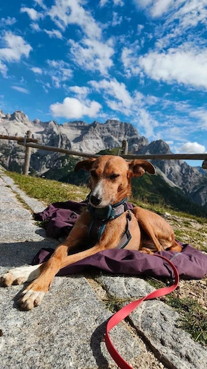 Anila sucht ein neues Zuhause