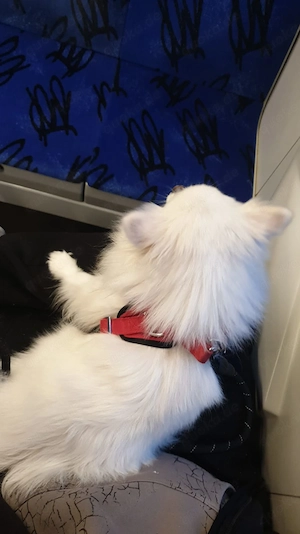 Habe ein  kleinen hund abzugeben