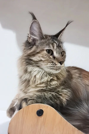 Wunderschöner Maine-Coon-Kater   5 Monate alt   vollständig geimpft und in der Familie aufgezogen