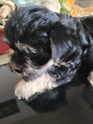 Malteser Bolonka Mix Weibchen ab 24.04 abzugeben 