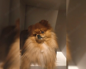 Xs Pomeranian Rüde VB!  Bild 3