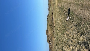 Bob, Chihuahua Mix sucht ein neues zu Hause  