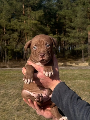 AmerikanBully Xl Welpen In 2 Wochen Abgabebereit 