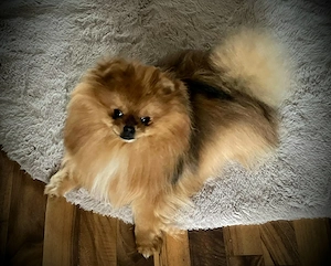 Xs Pomeranian Rüde VB!  Bild 2