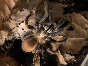 Cilantica Agasthyaensis ex.T. Sp. Cinnamon