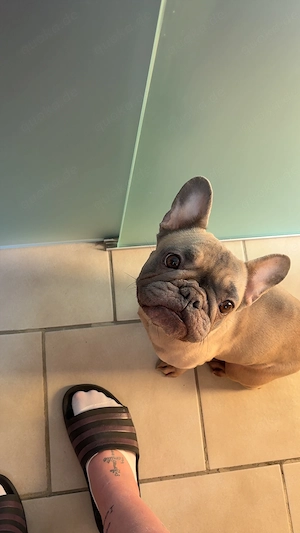 4 jährige französische Bulldogge