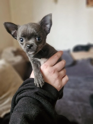 Reinrassige Chihuahua Welpen 1 Männchen 1 Weibchen suchen noch ihr zu Hause für immer 