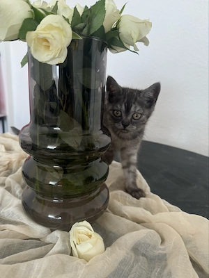 bkh kitten abzugeben 