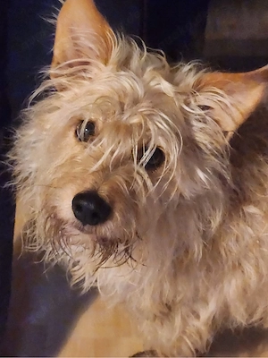 Makani sucht neues Zuhause