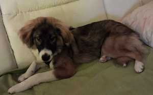 Wer schenkt dem tollen Grady sein Herz?