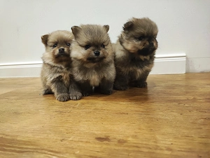  Zuckersüße Pomeranian Welpen!