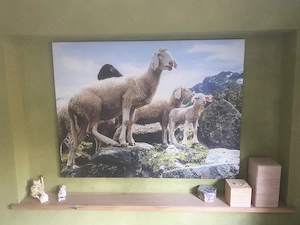 Wandbild Schafe   Foto Schafe