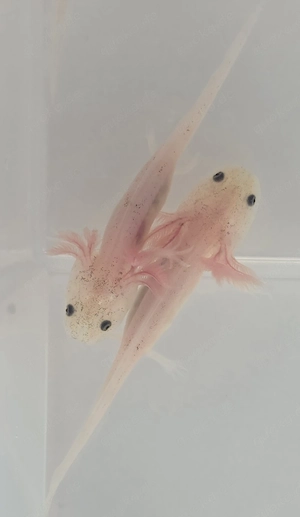 Süße Axolotl, BD-frei   
