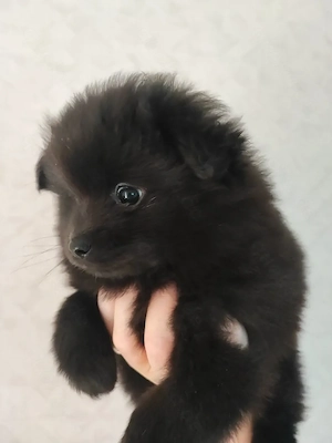 Süße Zwergspitz Pomeranian Welpen