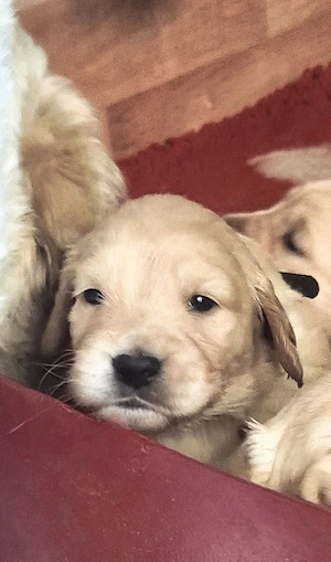 Golden Retriever Welpen