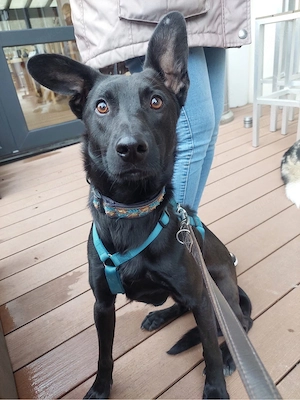 Samu sucht ein Zuhause